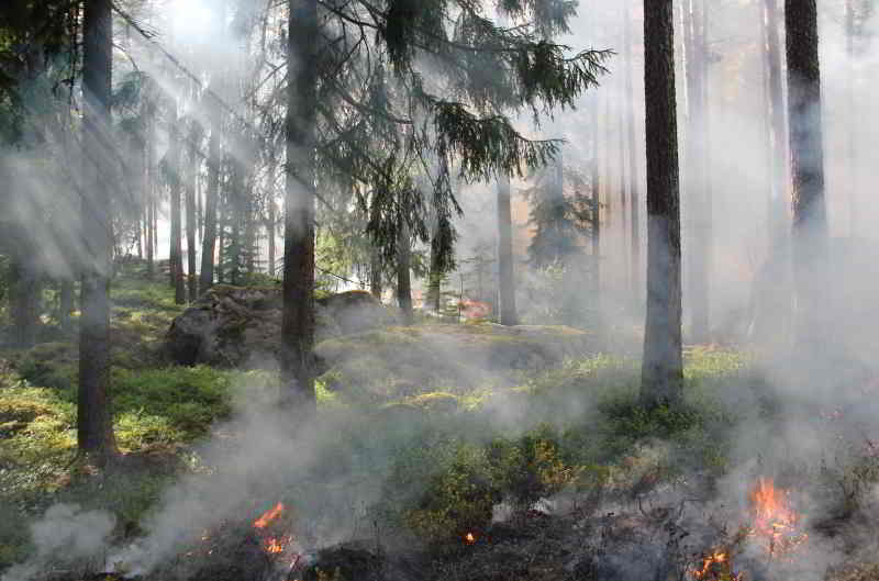 Waldbrandgefahr in Berlin und Brandenburg steigt