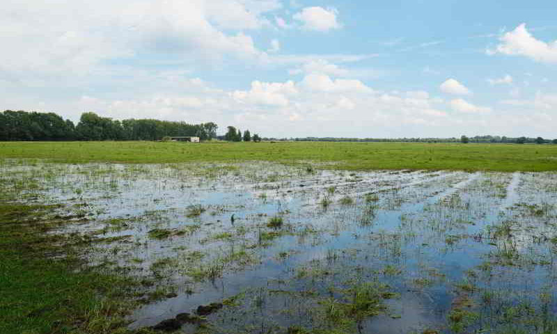 Der Regen sorgt für große Ernteverluste in der Region. Am schlimmsten betroffen ist Getreide. Und die Sommer der Zukunft werden nicht besser...