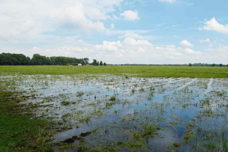 Der Regen sorgt für große Ernteverluste in der Region. Am schlimmsten betroffen ist Getreide. Und die Sommer der Zukunft werden nicht besser...