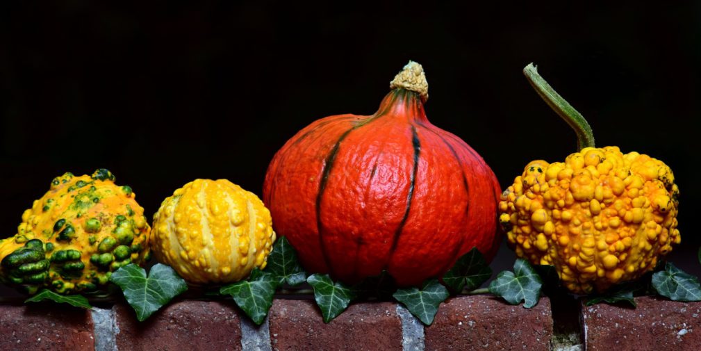 Pumpkin_(Image by ulleo [CC0 Public Domain], via Pixabay)