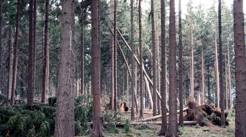 Nach dem Sturm „Xavier“ warnen die Brandenburger und Berliner Forsten vor Spaziergängen in Wäldern, Parks und Grünanlagen.