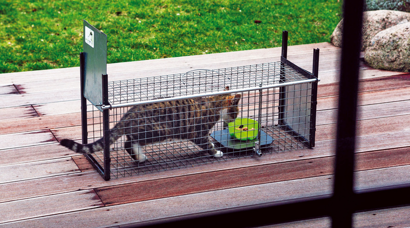 Der Verein „Kastration von Streunern e. V.“ aus Kleinmachnow will vermeiden, dass sich diese Tiere fortpflanzen und so das Elend vergrößern können.