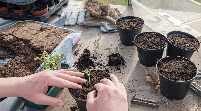 Der Berliner Staudenmarkt im Botanischen Garten sollte eigentlich an diesem Wochenende stattfinden, musste aber wegen des Coronavirus abgesagt werden. Dafür gibt es ab Samstag ein virtuelle Variante für Gärtner.