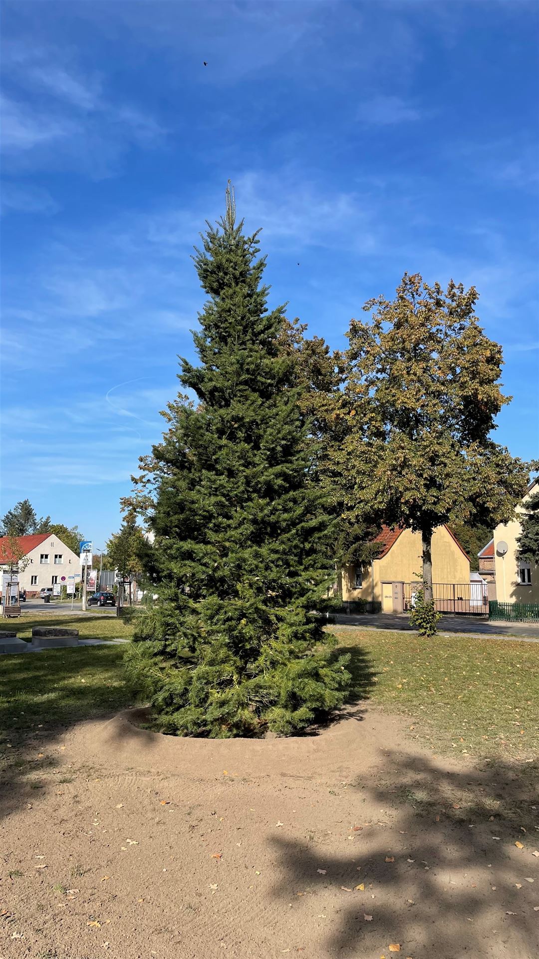 ErsatzWeihnachtsbaum in Stahnsdorf gepflanzt Teltower StadtblattVerlag