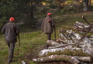 Das Jagdjahr 2023/24 – Schalenwildstrecke auf sehr hohen Niveau